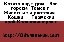 Котята ищут дом - Все города, Томск г. Животные и растения » Кошки   . Пермский край,Красновишерск г.